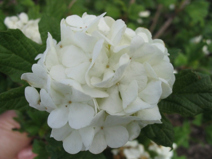 Common Snowball Viburnum - Viburnum opulus roseum 'Snowball' from Faller Landscape