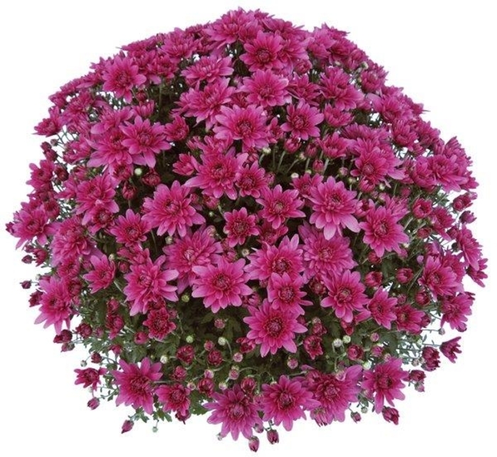 Mum - Magnus Violet - Chrysanthemum 'Magnus Violet' COPY from Faller Landscape