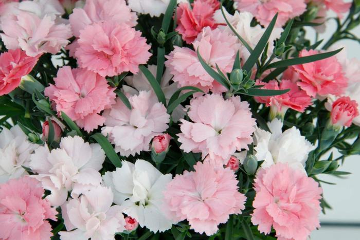 Everlast™ Pink to White Diathus - Dianthus 'Everlast™ Pink to White' from Faller Landscape