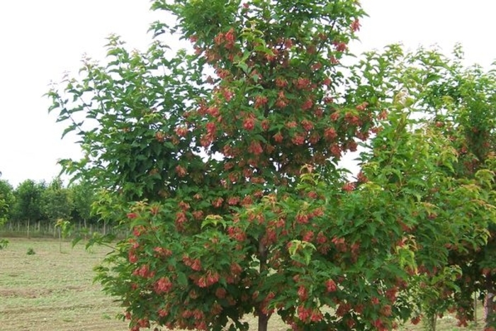 Ruby Slippers Amur Maple - Acer ginnala 'Ruby Slippers' from Faller Landscape