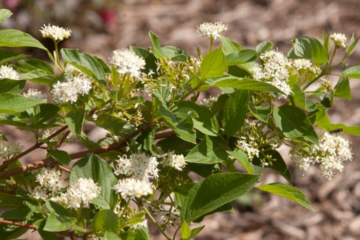 'Firedance™' Dogwood - Cornus sericea from Faller Landscape