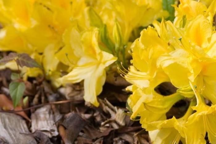 Lemon Lights Azalea - Rhododendron 'Lemon Lights' from Faller Landscape