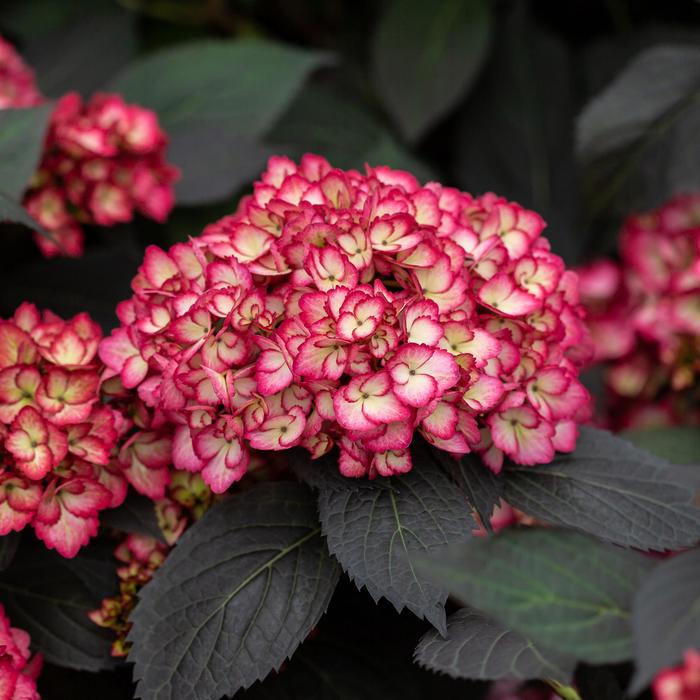 Eclipse&reg; Bigleaf Hydrangea - Hydrangea macrophylla from Faller Landscape
