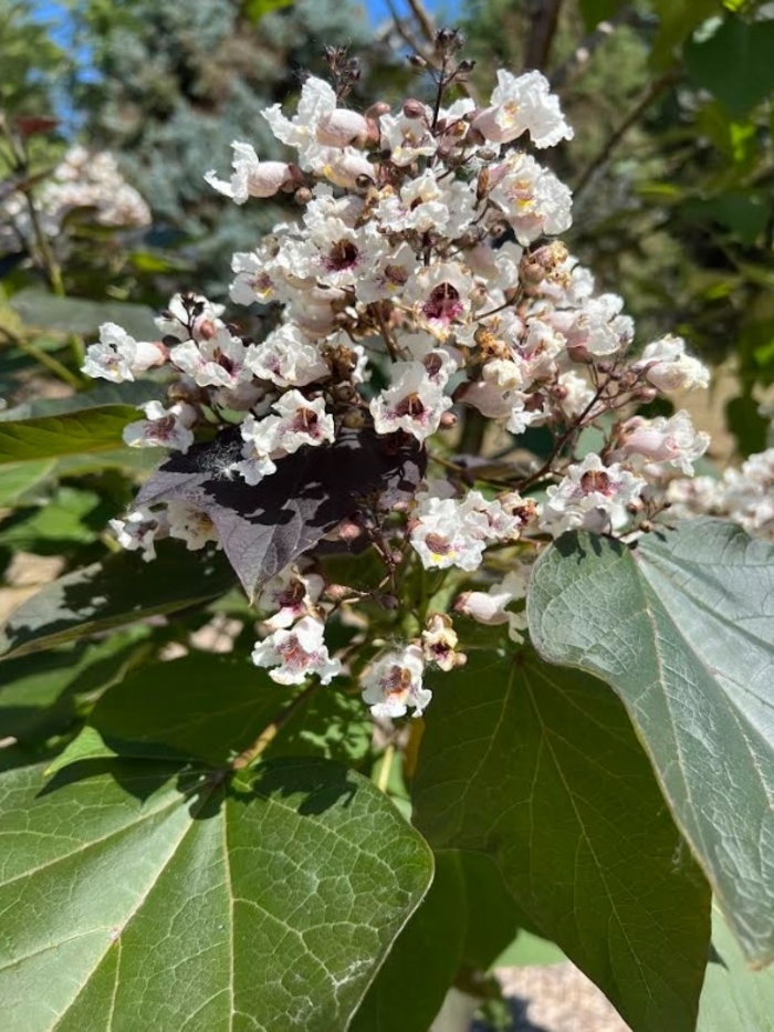 Purple Catalpa - Catalpa x erubescens 'Purpurea' from Faller Landscape