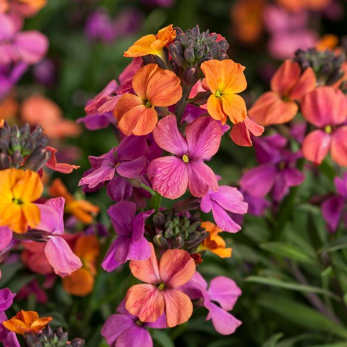 Erysistible™ Bronze Rose Wallflower - Erysimum linifolium from Faller Landscape