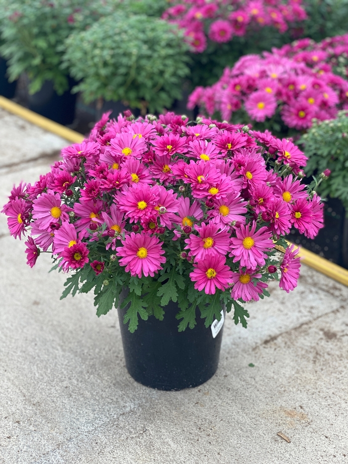 Mammoth™ Lavender Daisy Mum - Chrysanthemum 'Mammoth Lavender Daisy' from Faller Landscape