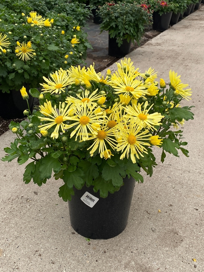 Mammoth™ Yellow Quill Mum - Chrysanthemum 'Mammoth Yellow Quill' from Faller Landscape