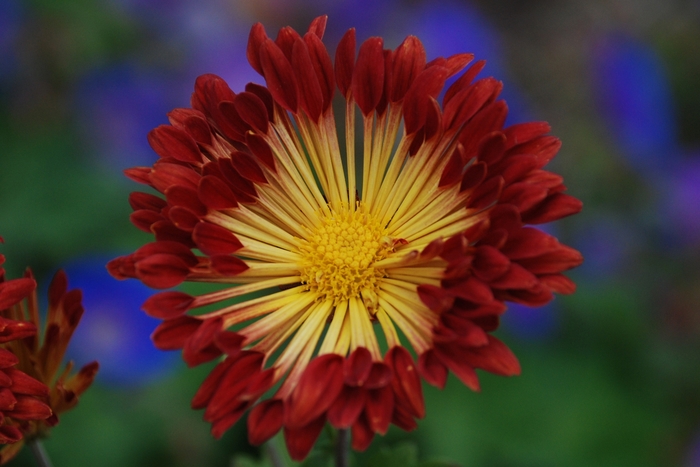 Matchsticks Mum - Chrysanthemum 'Matchsticks' from Faller Landscape