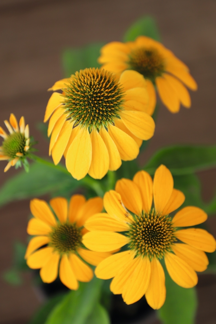 PollyNation™ Yellow Coneflower - Echinacea purpurea 'PollyNation Yellow' from Faller Landscape