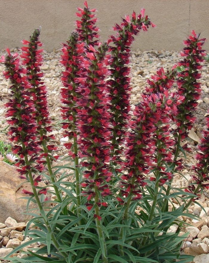 Red Feathers - Echium amoenum from Faller Landscape