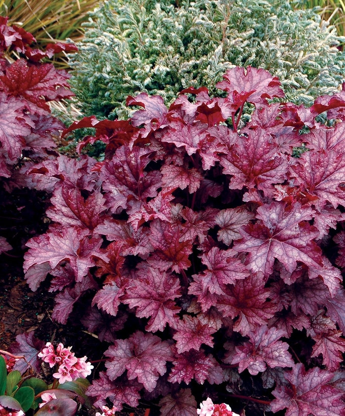 Amethyst Mist Coral Bell - Heuchera x 'Amethyst Mist' from Faller Landscape