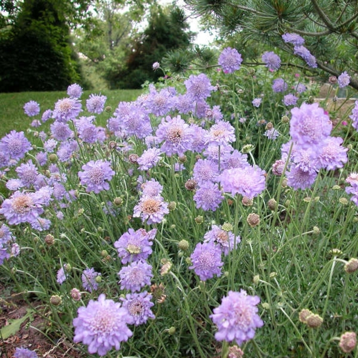 Butterfly Blue Pincushion Flower - Scabiosa columbaria 'Butterfly Blue' from Faller Landscape