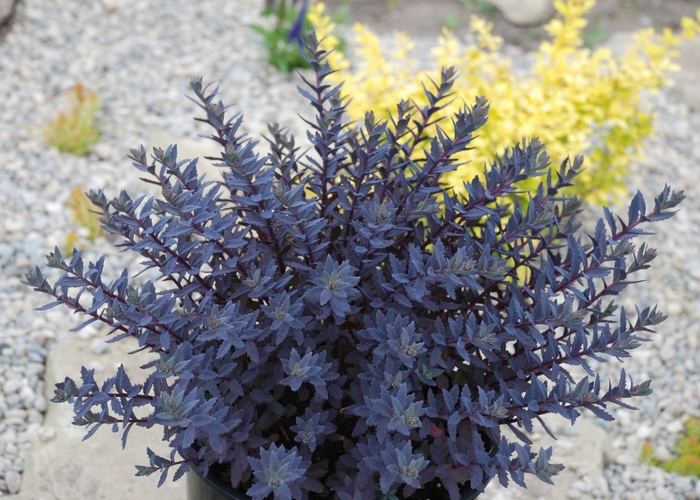 SunSparkler® Sapphire Tuffet Sedum - Sedum 'SunSparkler Sapphire Tuffet' from Faller Landscape