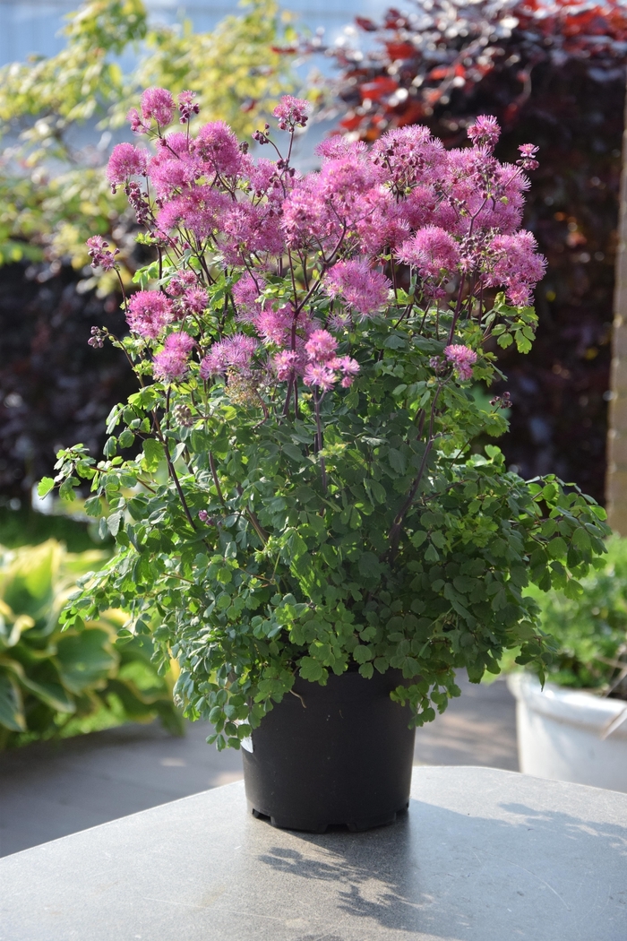 Meadow Rue - Thalictrum aquilegifolium 'My Little Favorite' from Faller Landscape