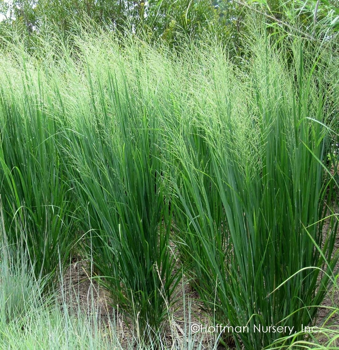 Northwind Switch Grass - Panicum virgatum 'Northwind' from Faller Landscape