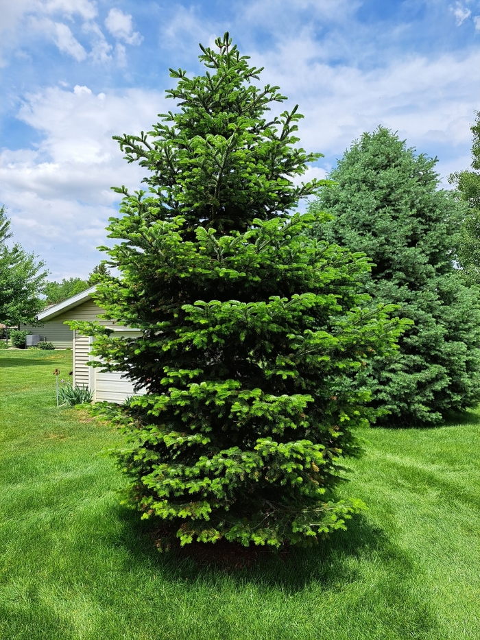 Turkish Fir - Abies bornmulleriana from Faller Landscape