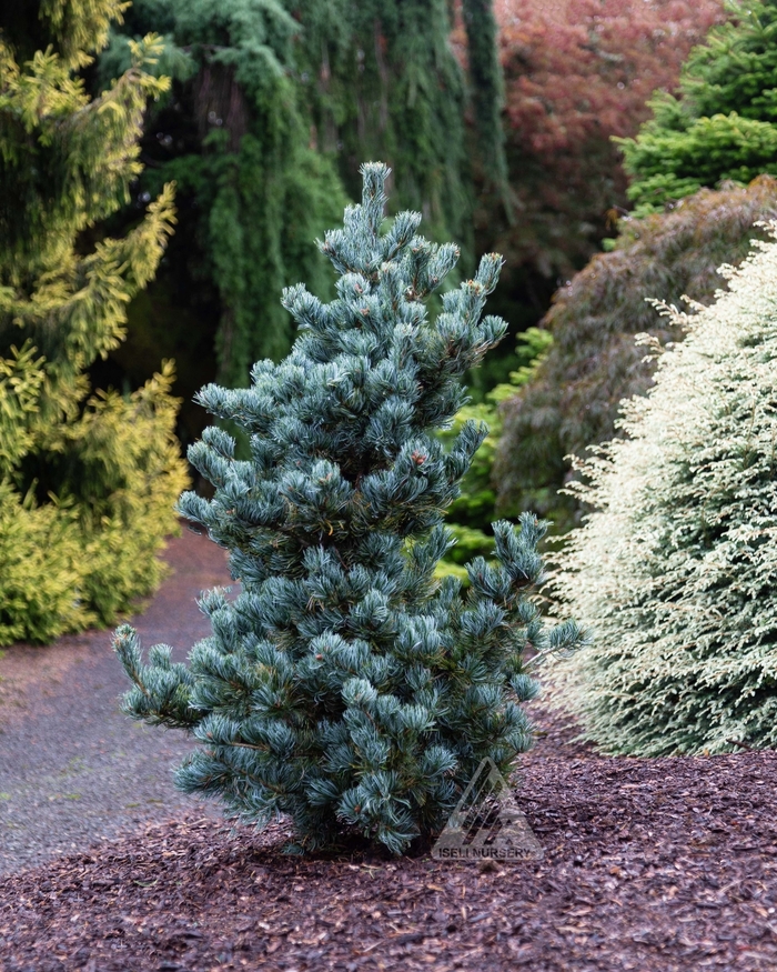 Koru Japanese White Pine - Pinus parviflora 'Koru' from Faller Landscape