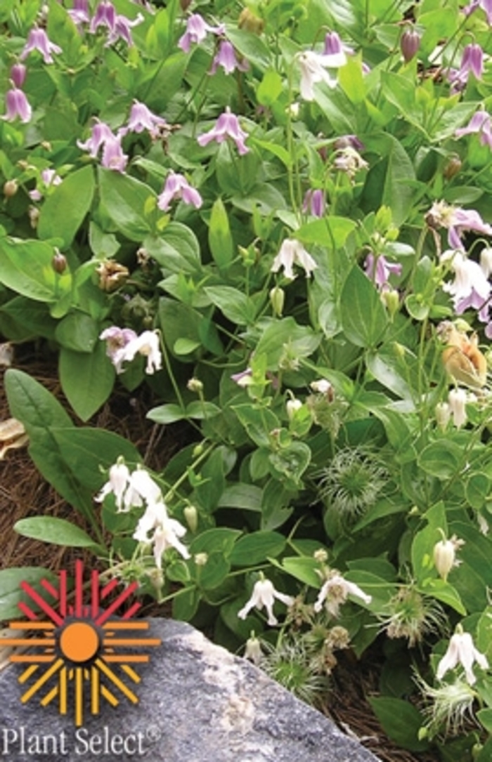 Mongolian Bells Clematis - Clematis integrifolia 'PSHarlan' from Faller Landscape