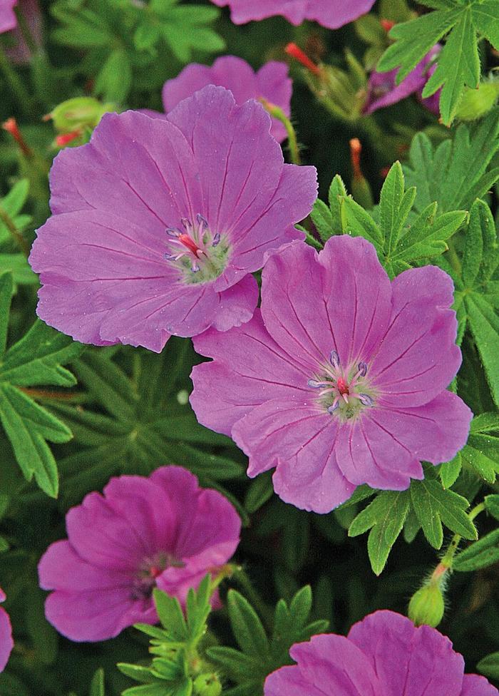 Max Frei Bloody Cranesbill - Geranium sanguineum 'Max Frei' from Faller Landscape