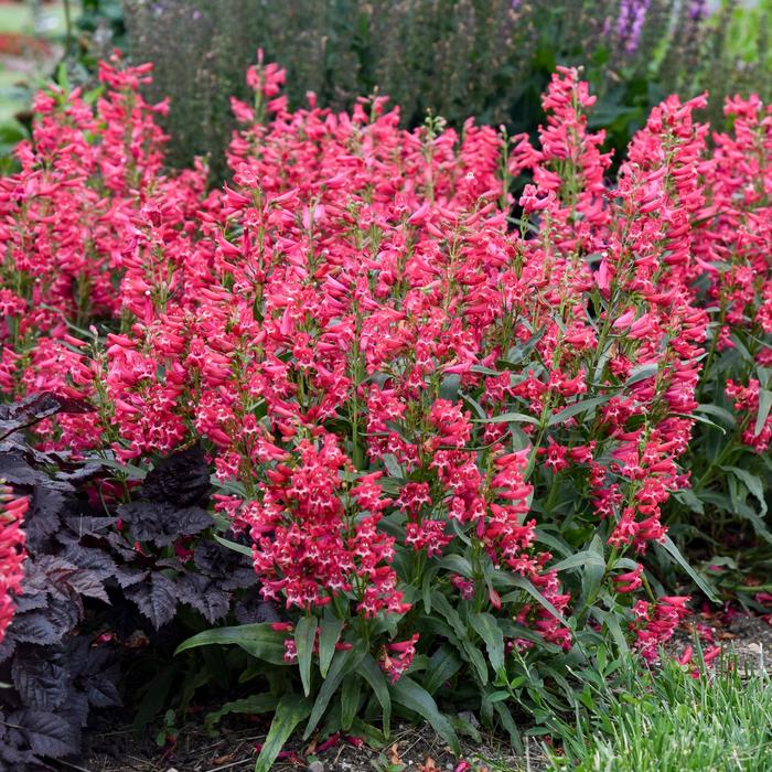 Bejeweled™ 'Rose Rhinestones' - Penstemon barbatus (Bearded Penstemon) from Faller Landscape