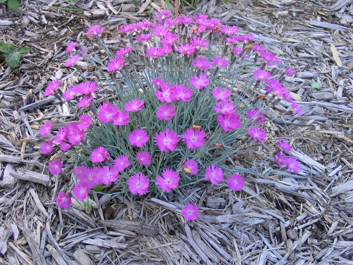 Firewitch Dianthus - Dianthus gratianopolitanus 'Feuerhexe' from Faller Landscape