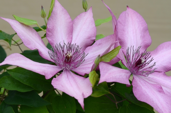 Giselle Clematis - Clematis 'Giselle' from Faller Landscape