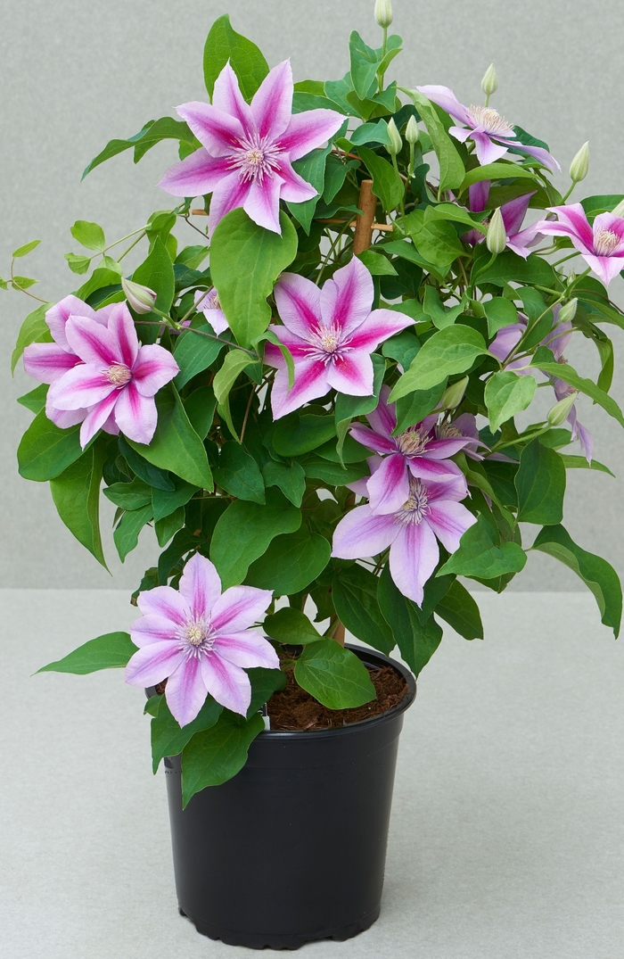 Poseidon™ Clematis - Clematis 'Poseidon' from Faller Landscape