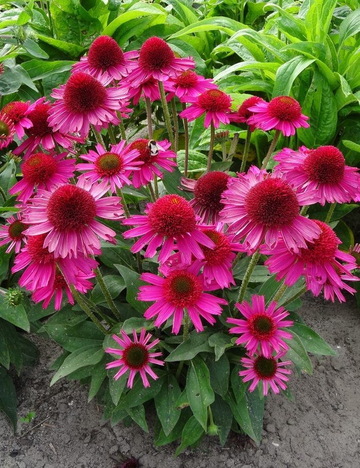 Pink Fascinator Coneflower - Echinacea purpurea 'Pink Fascinator' from Faller Landscape