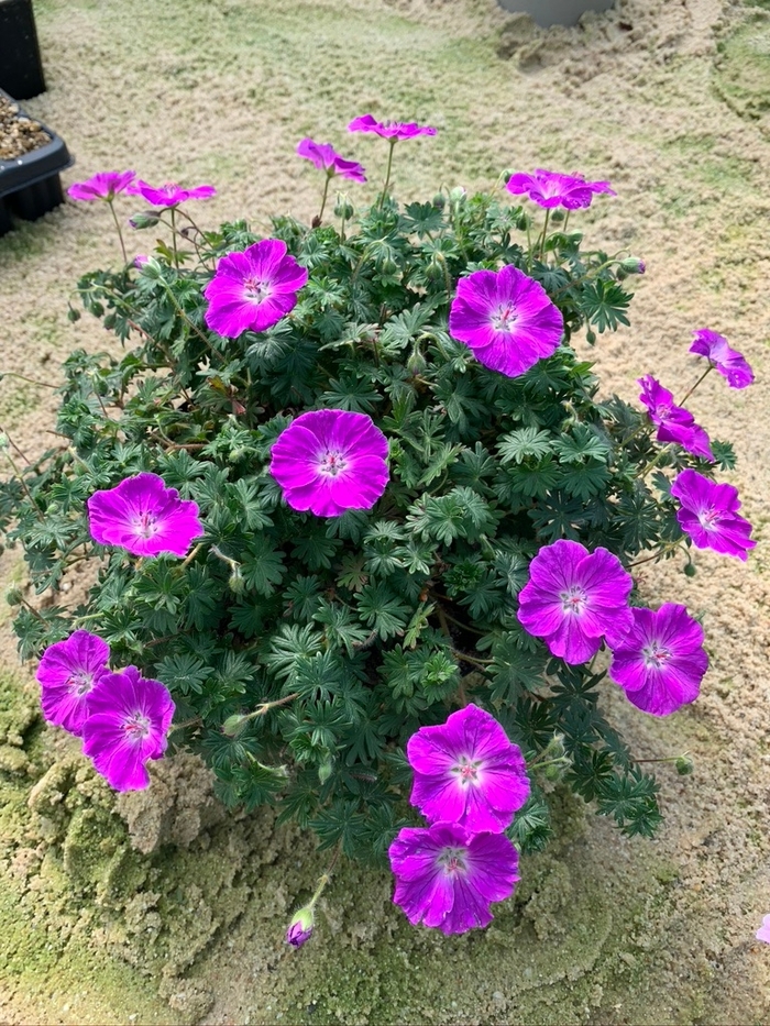 Frivolius™ Purple Cranesbill - Geranium sanguineum 'Frivolius™ Purple' from Faller Landscape