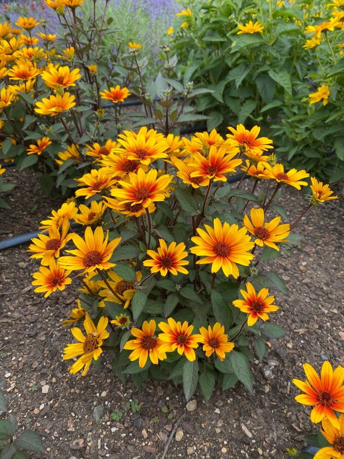 Sole Scoro False Sunflower - Helianthus helianthoides 'Sole Scoro' from Faller Landscape