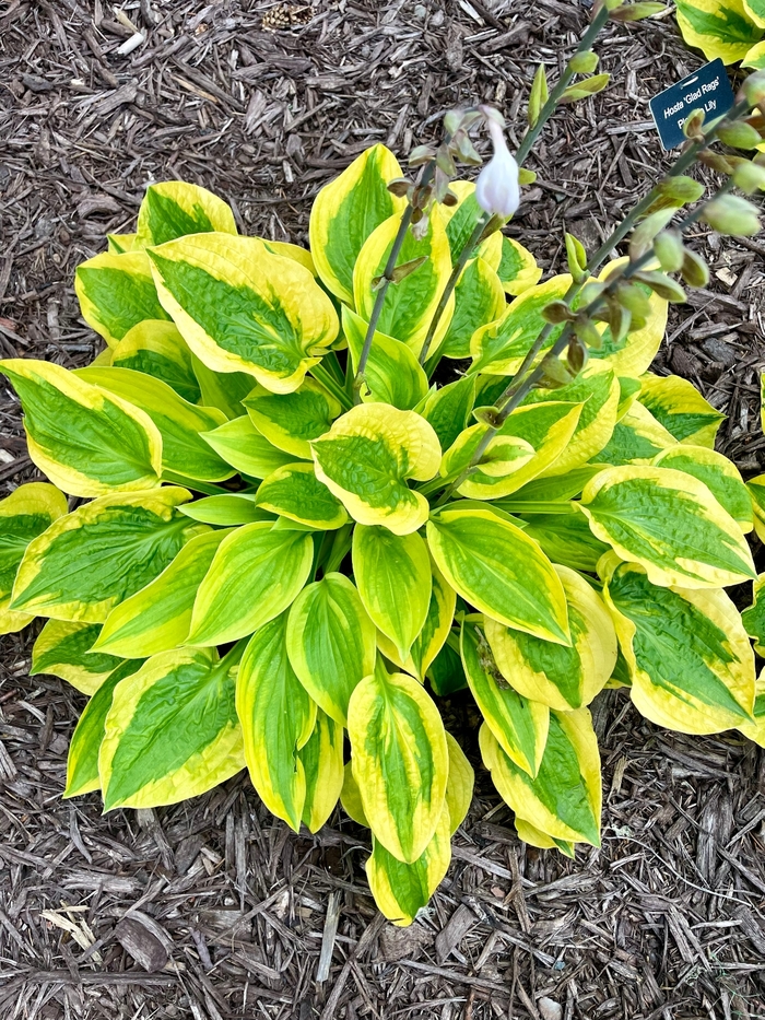 Glad Rags Hosta - Hosta 'Glad Rags' from Faller Landscape