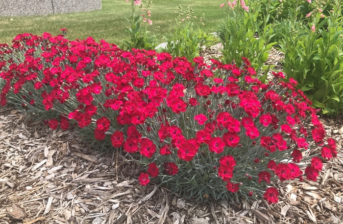 Mountain Frost™ Red Garnet Dianthus - Dianthus 'Mountian Frost™ Red Garnet Dianthus from Faller Landscape