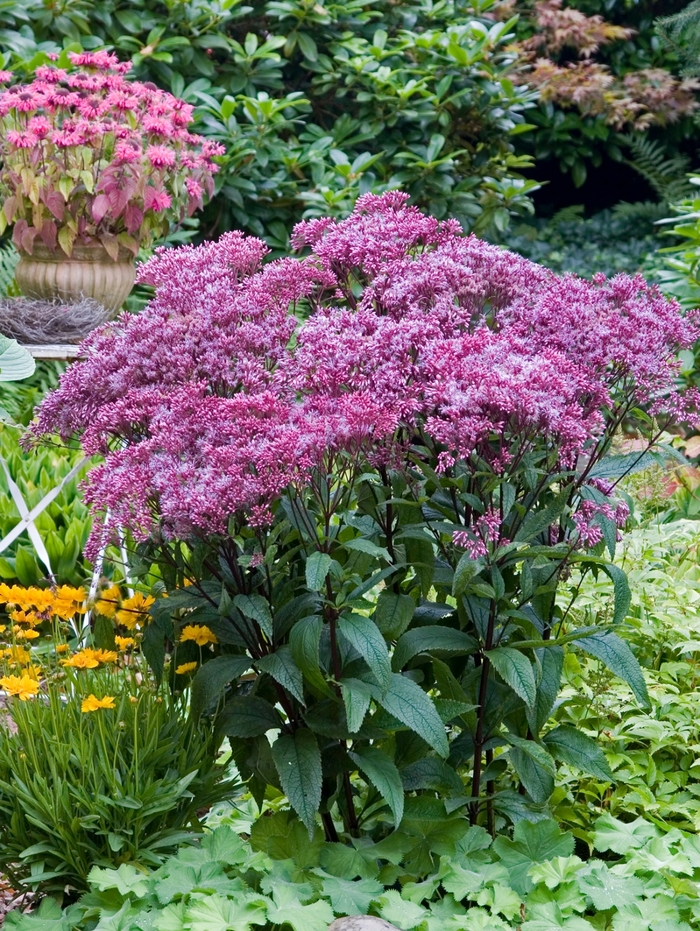 Baby Joe-Pye Weed - Eupatorium dubium 'Baby Joe' from Faller Landscape
