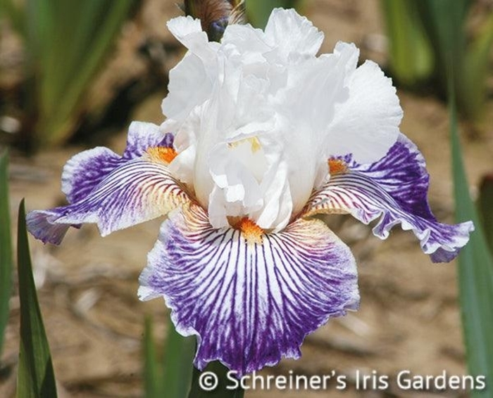 Crow's Feet Iris - Iris germanica 'Crow's Feet' from Faller Landscape