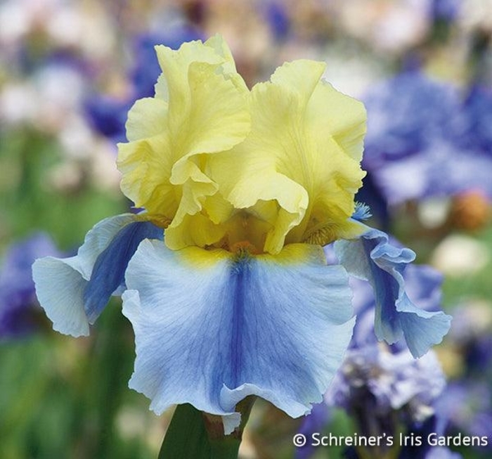 Easter Candy Iris - Iris germanica 'Easter Candy' from Faller Landscape