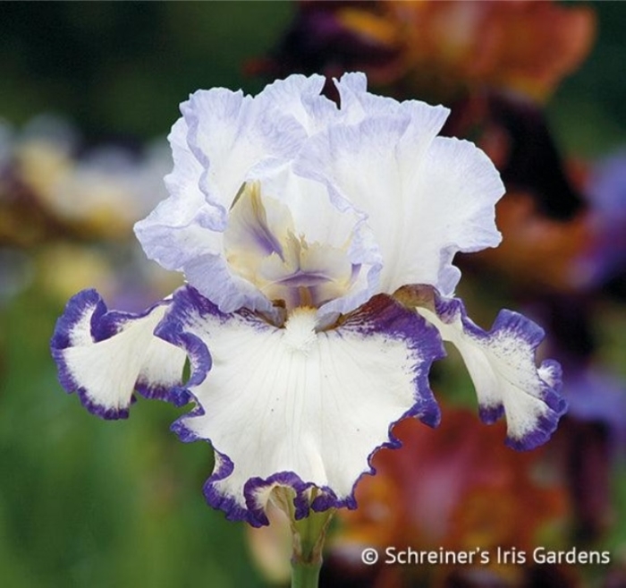 Ring's True Iris - Iris germanica 'Ring's True' from Faller Landscape