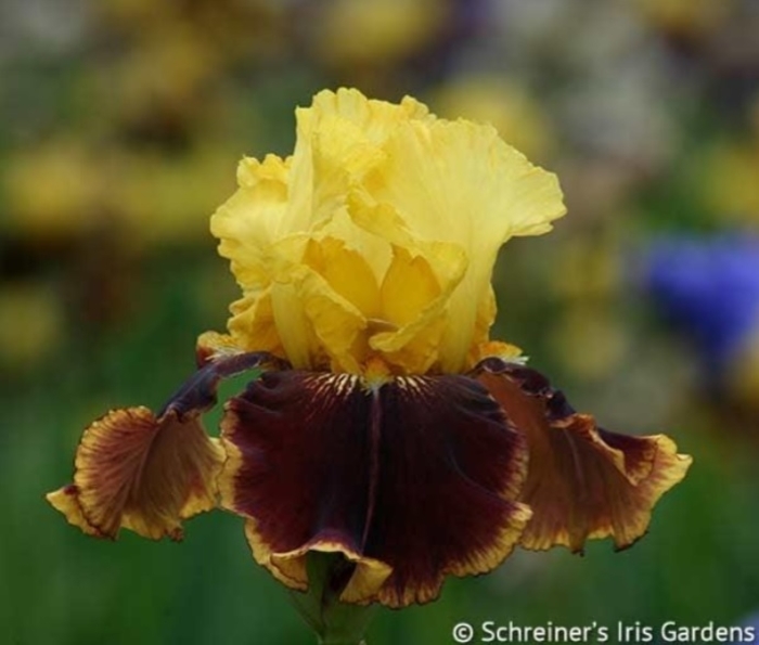 Vintage Charm Iris - Iris germanica 'Vintage Charm' from Faller Landscape
