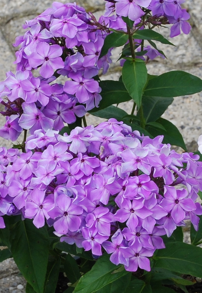 Flame® Purple Phlox - Phlox paniculata 'Flame Purple' from Faller Landscape