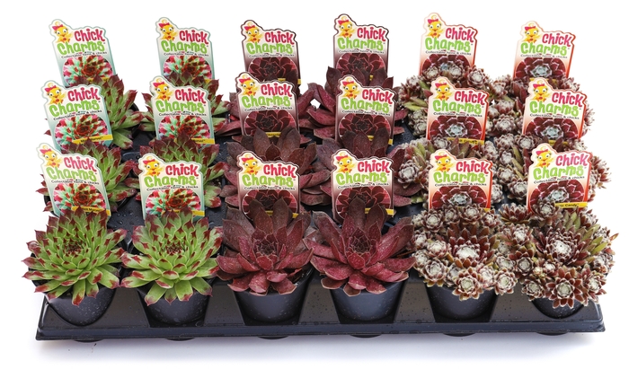 Chick Charm® Parfait Perfection Hen and Chicks - Sempervivum 'Chick Charms Parfait Perfection' from Faller Landscape