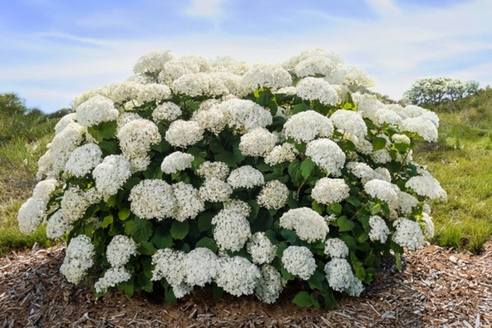 First Editions® FlowerFull® Smooth Hydrangea - Hydrangea arborescens 'BAIful' from Faller Landscape