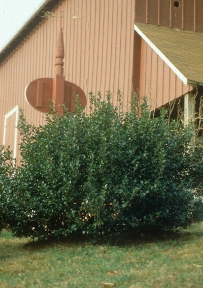 Blue Twins Holly - Ilex x meserveae 'Blue Prince Blue Princess' from Faller Landscape