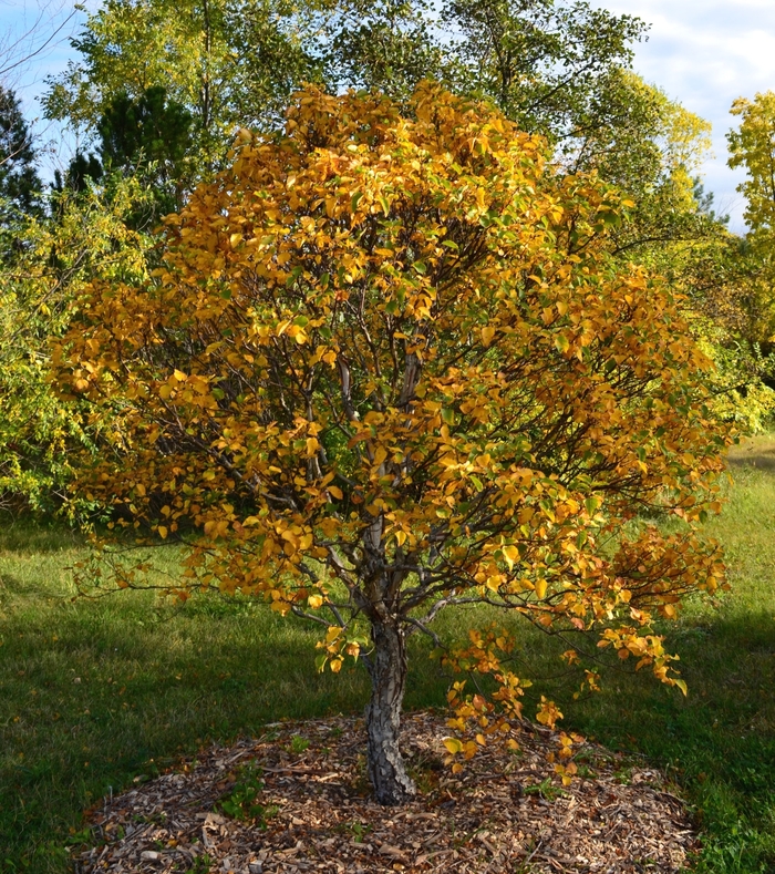 Cinnamon Curls Dwf. Korean Birch - Betula costata 'CinnDak' from Faller Landscape