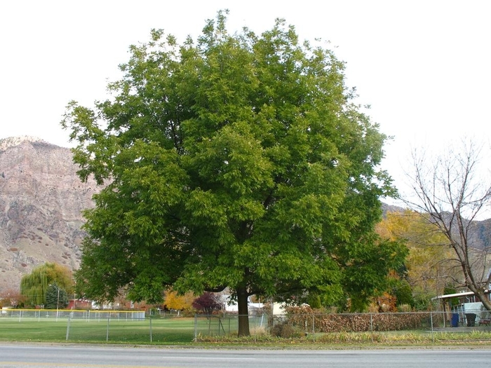 Northern Pecan - Carya illinoensis from Faller Landscape