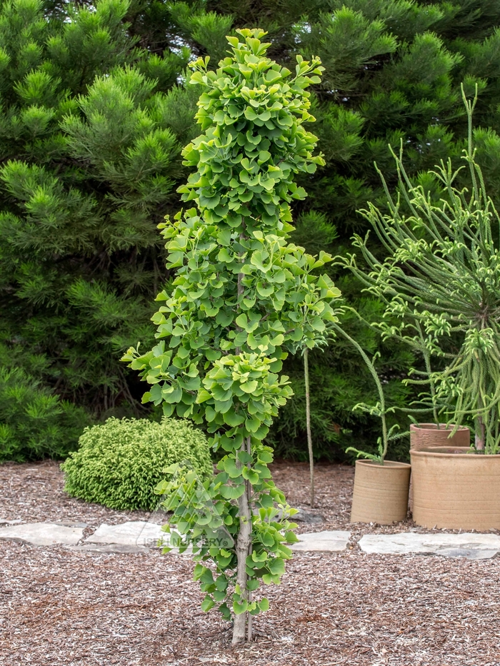 Jade Butterflies Ginkgo - Ginkgo biloba 'Jade Butterflies from Faller Landscape