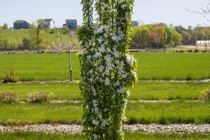 First Editions® Green Wall Spire™ Crabapple - Malus x adstringens 'Jefwall' from Faller Landscape
