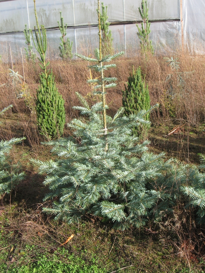 Leuteneggeri Hybrid Fir - Abies grandis x concolor 'Leuteneggeri' from Faller Landscape