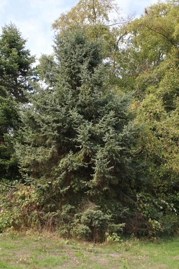 Korean Spruce - Picea koraiensis from Faller Landscape