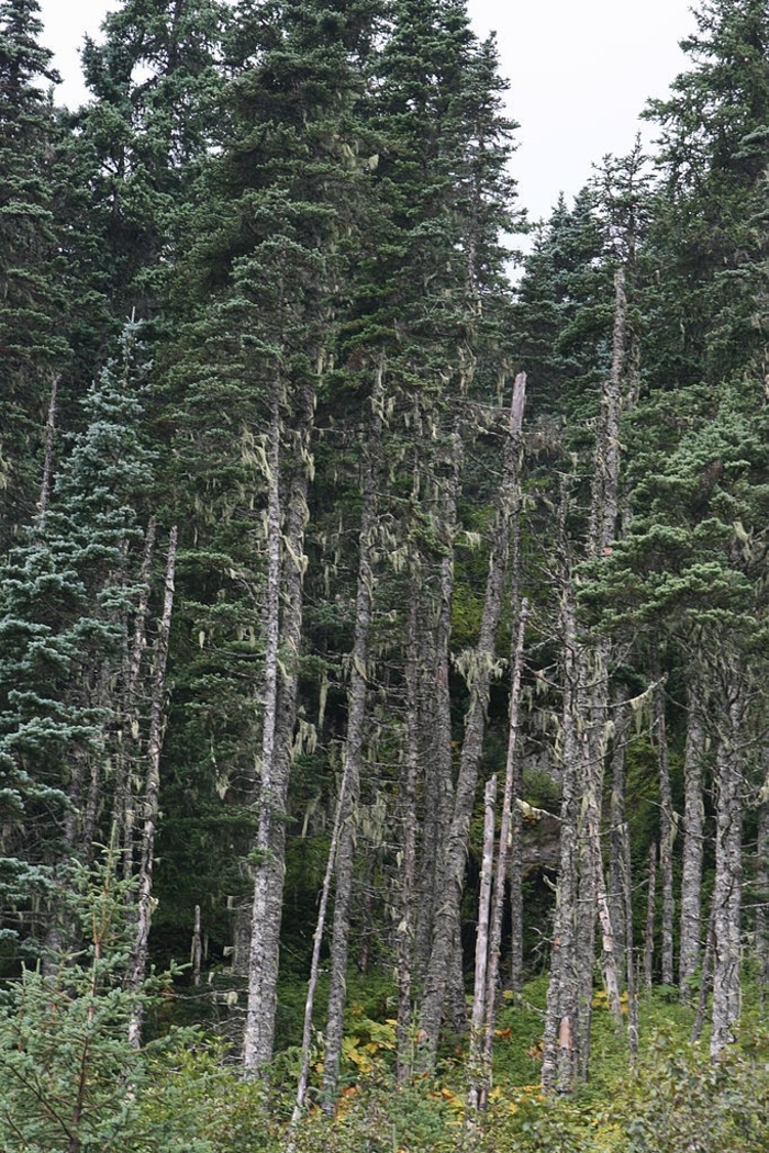 Lutz Spruce - Picea x lutzii from Faller Landscape