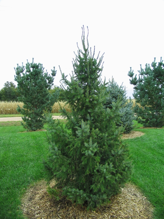 Serbian Spruce - Picea omorika from Faller Landscape
