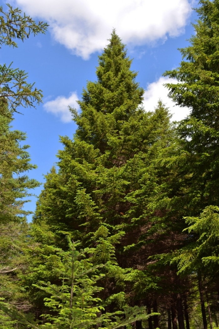 Red Spruce - Picea rubens from Faller Landscape